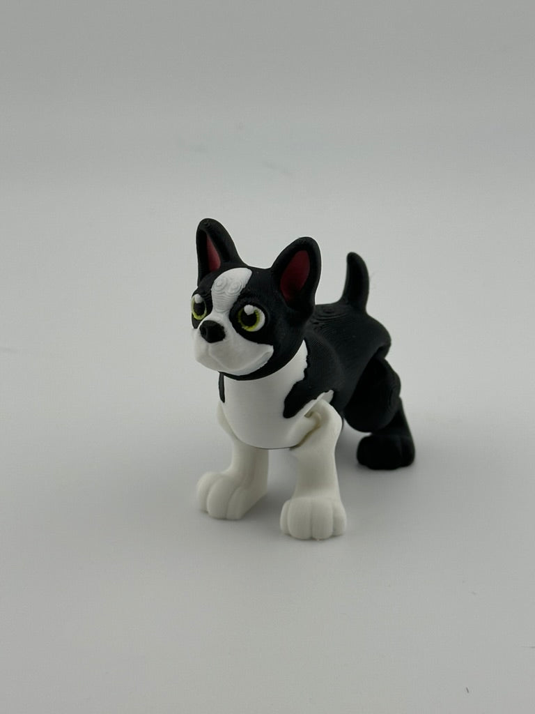 Boston Terrier long tail