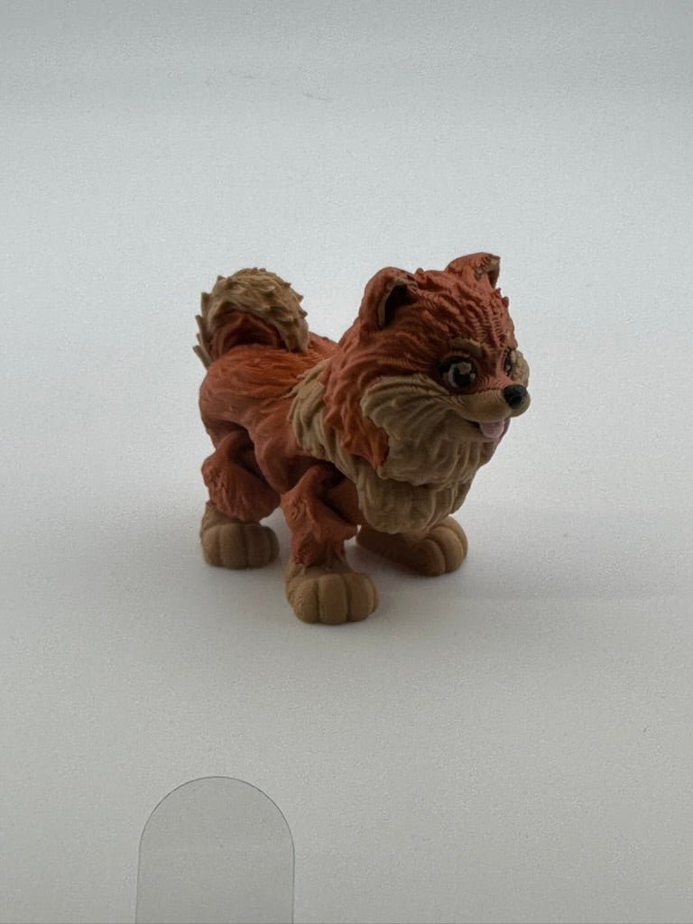 Pomeranian Dog
