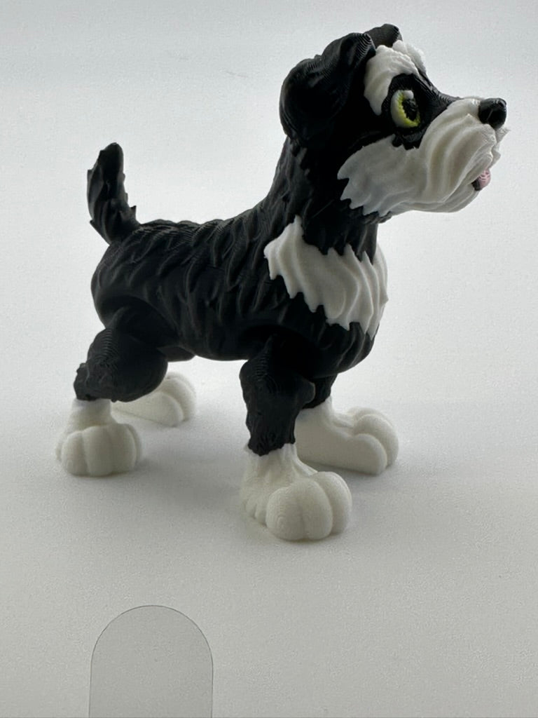 Schnauzer with floppy ears