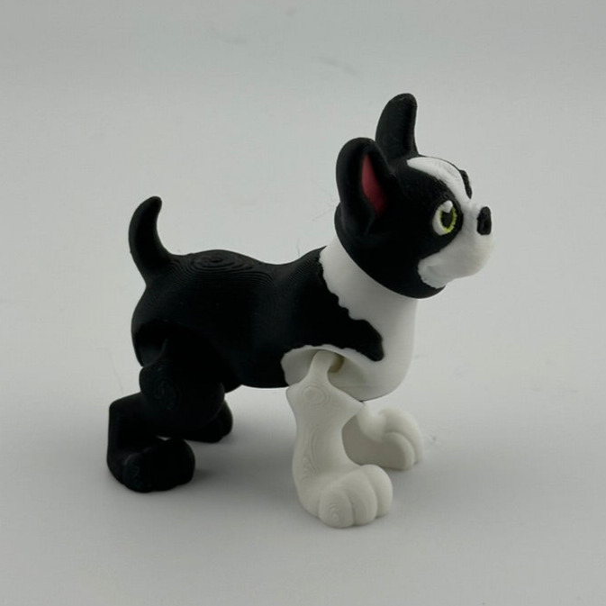 Boston Terrier long tail