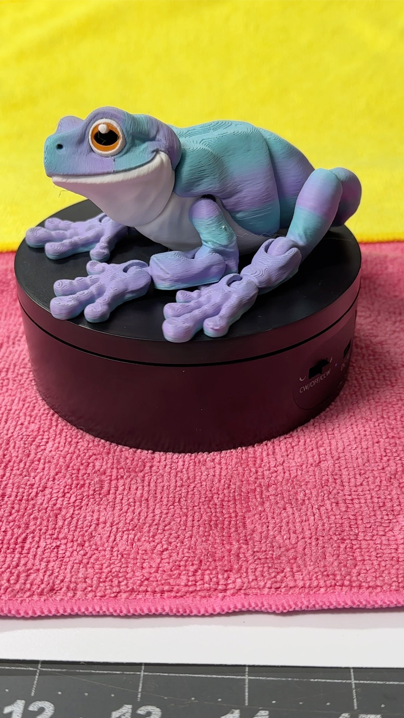 Tree Frog