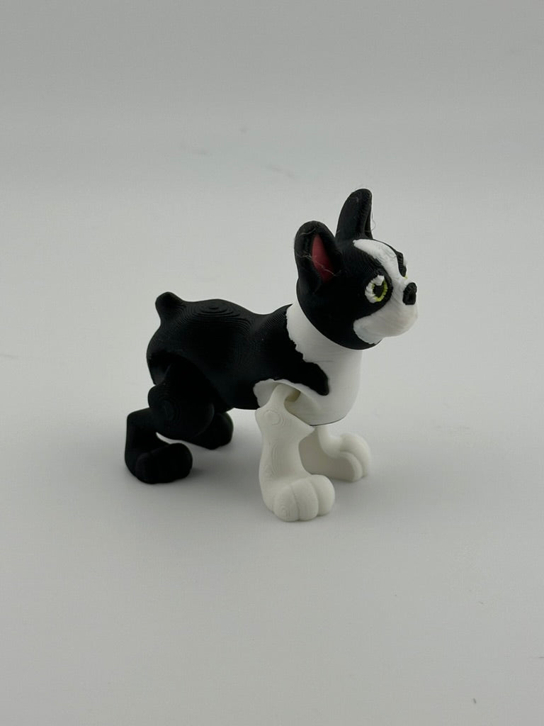 Boston Terrier short tail