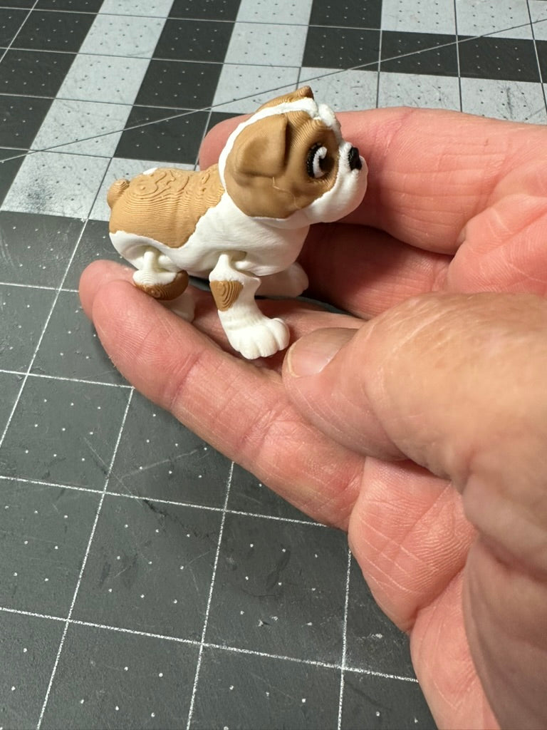 Bulldog Dog