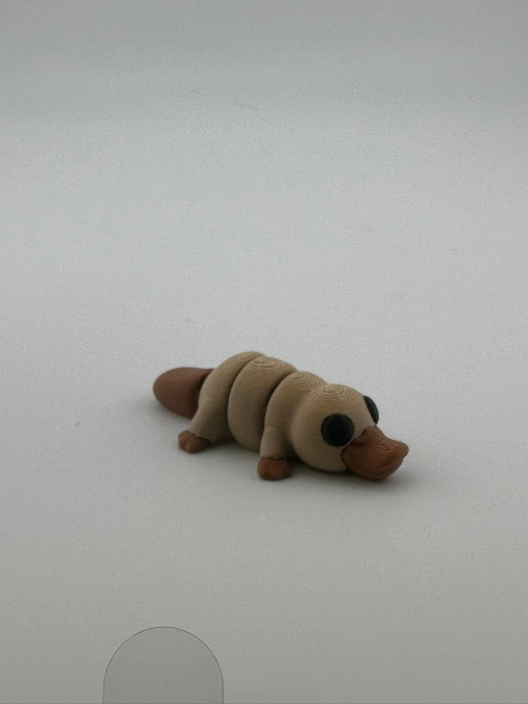 Baby Platypus