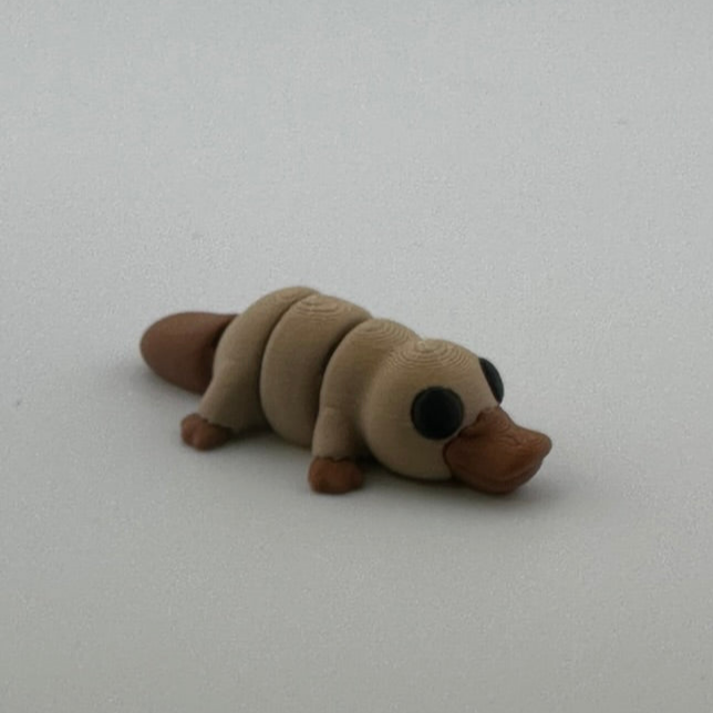 Baby Platypus