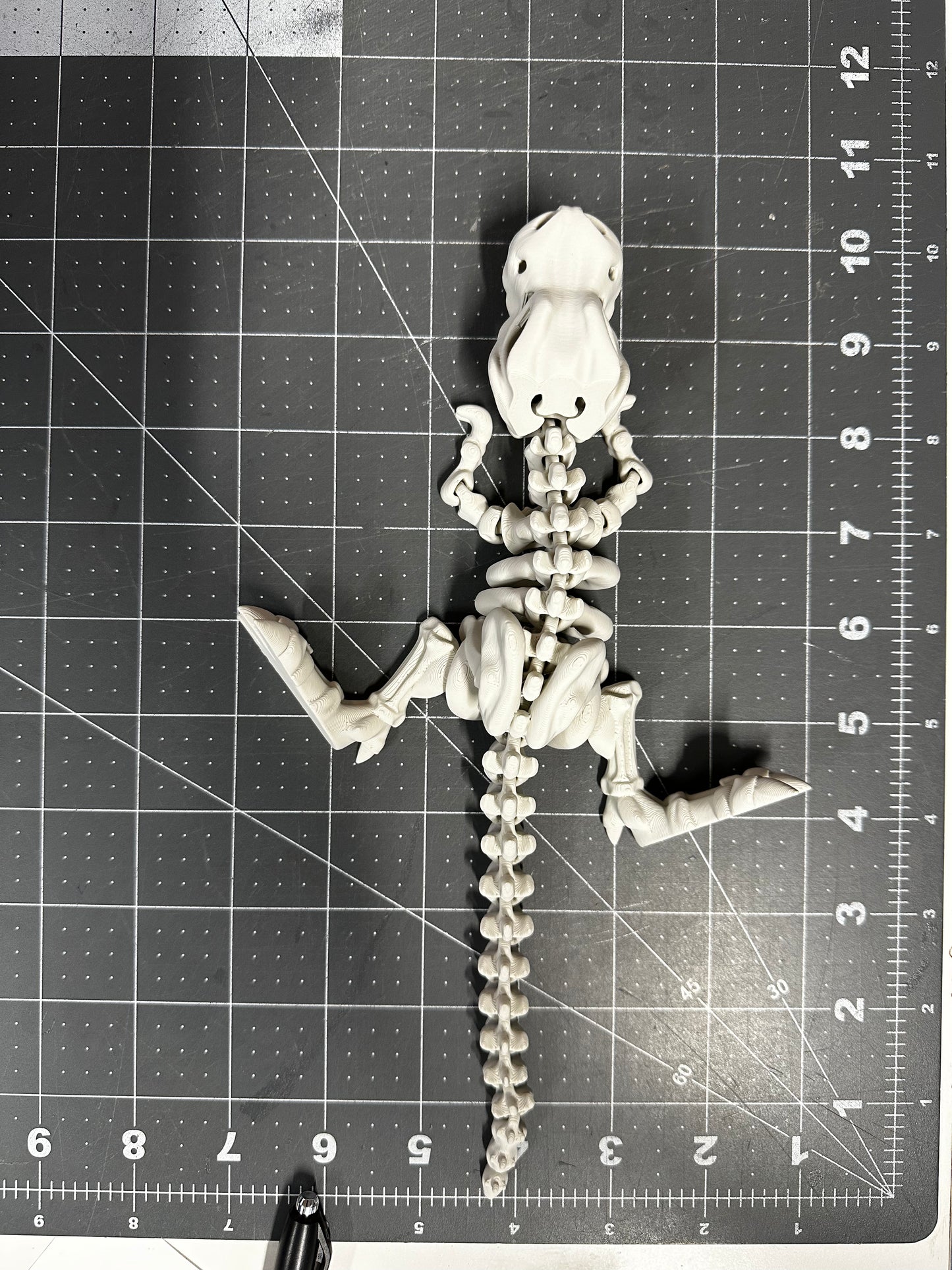 Flexi T-Rex Skeleton