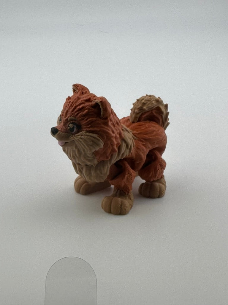 Pomeranian Dog