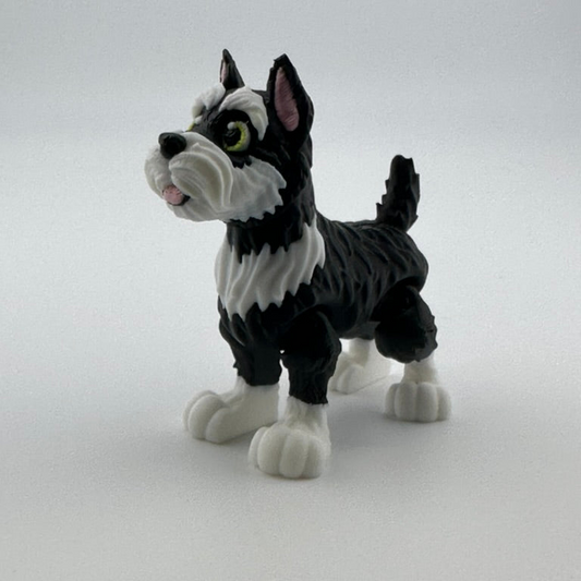 Schnauzer with perky ears