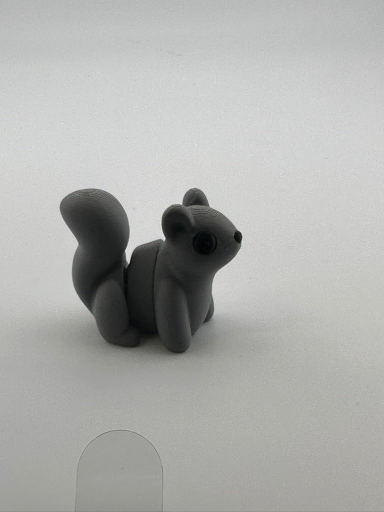 Squirrel