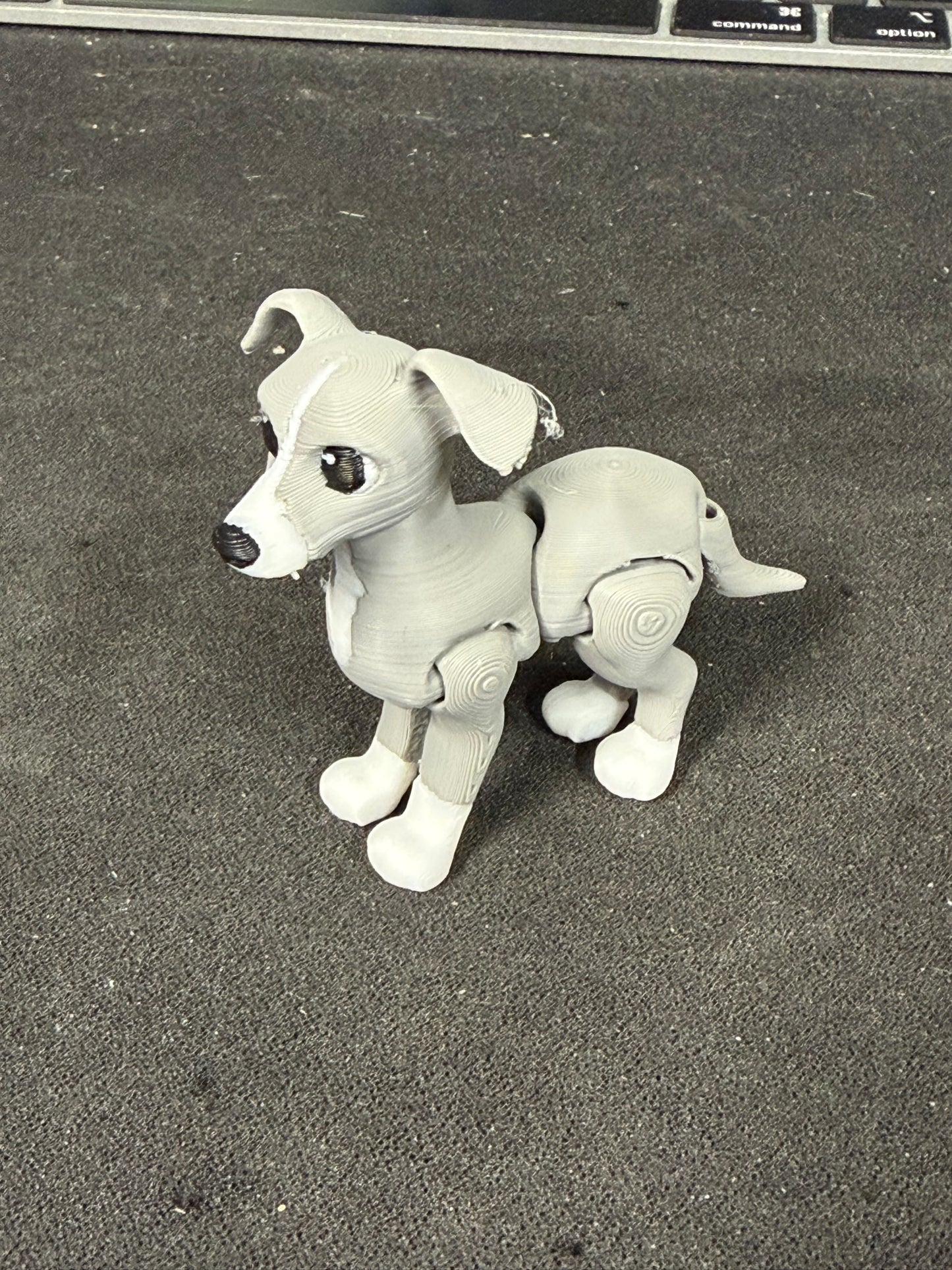 Italian greyhound by LUDO