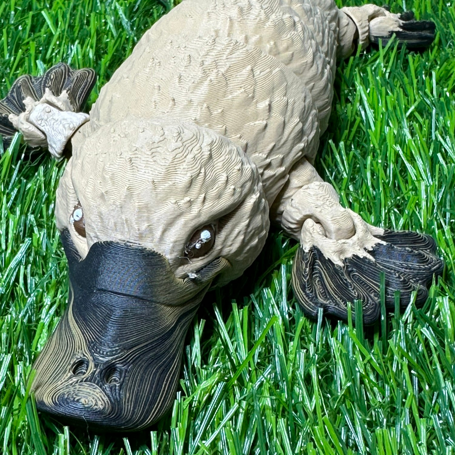 Large Platypus