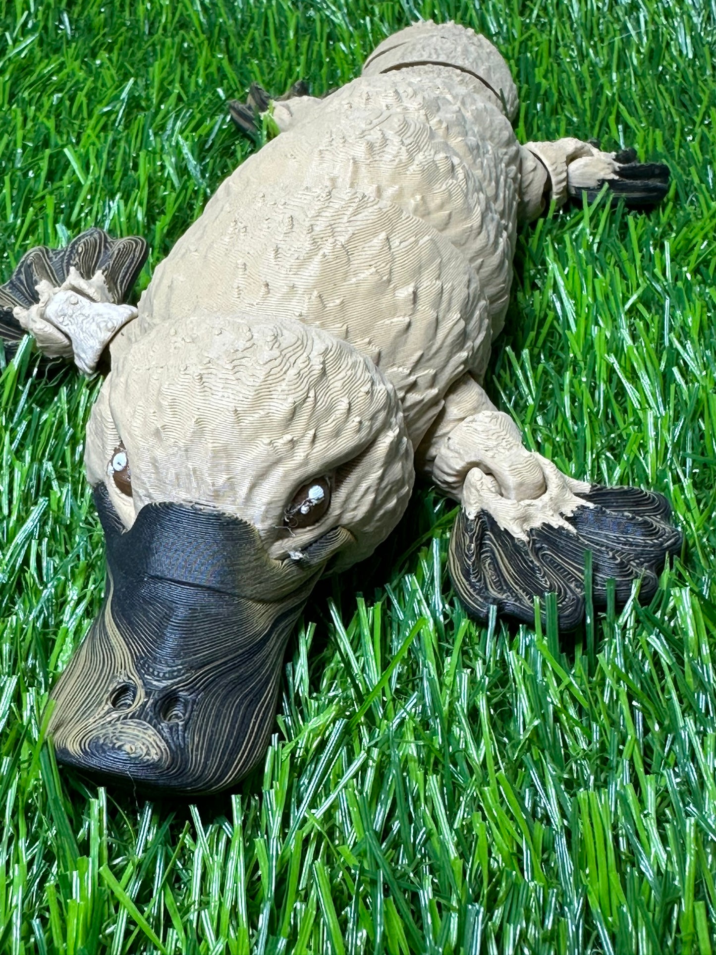 Large Platypus