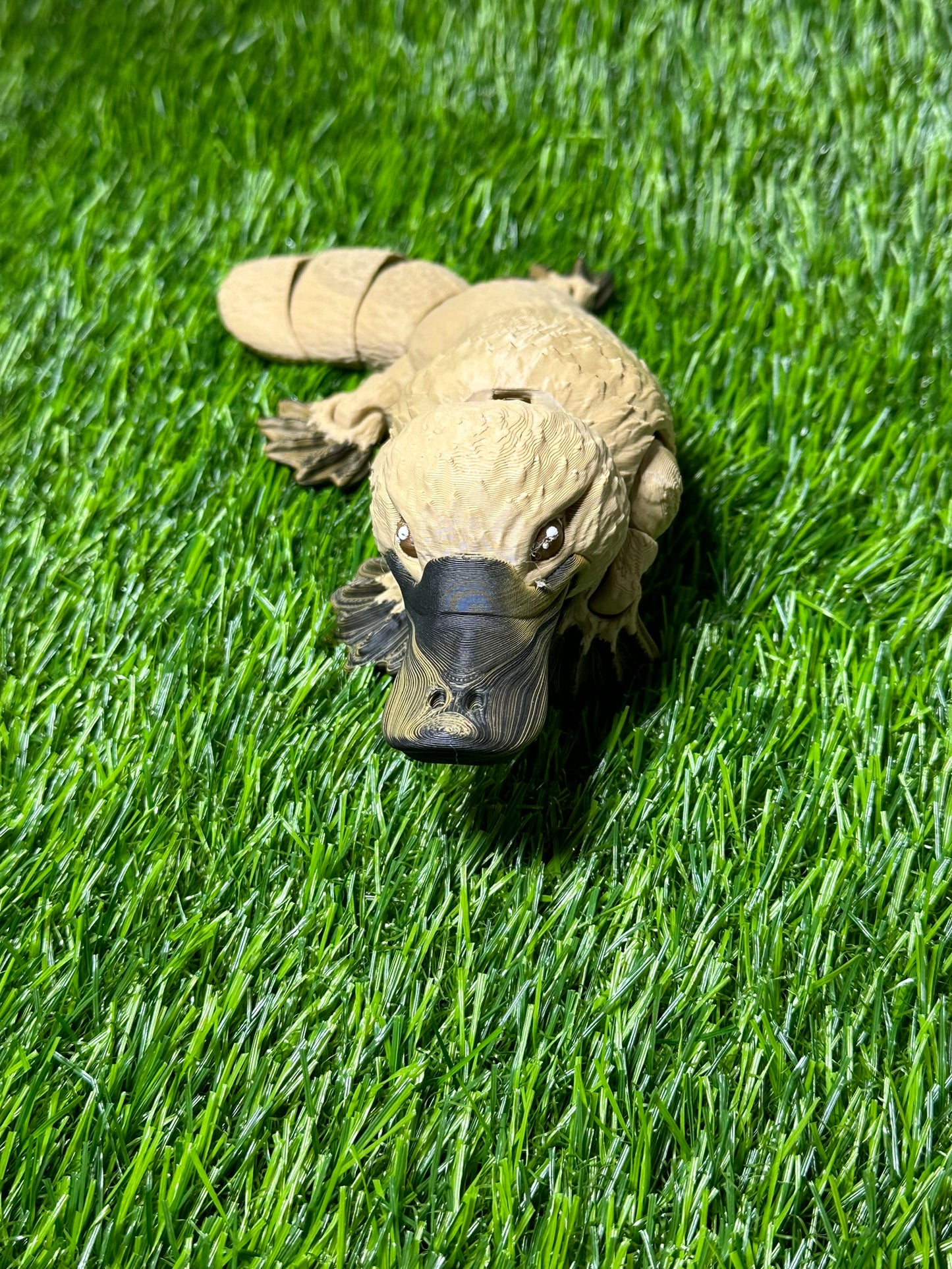 Large Platypus