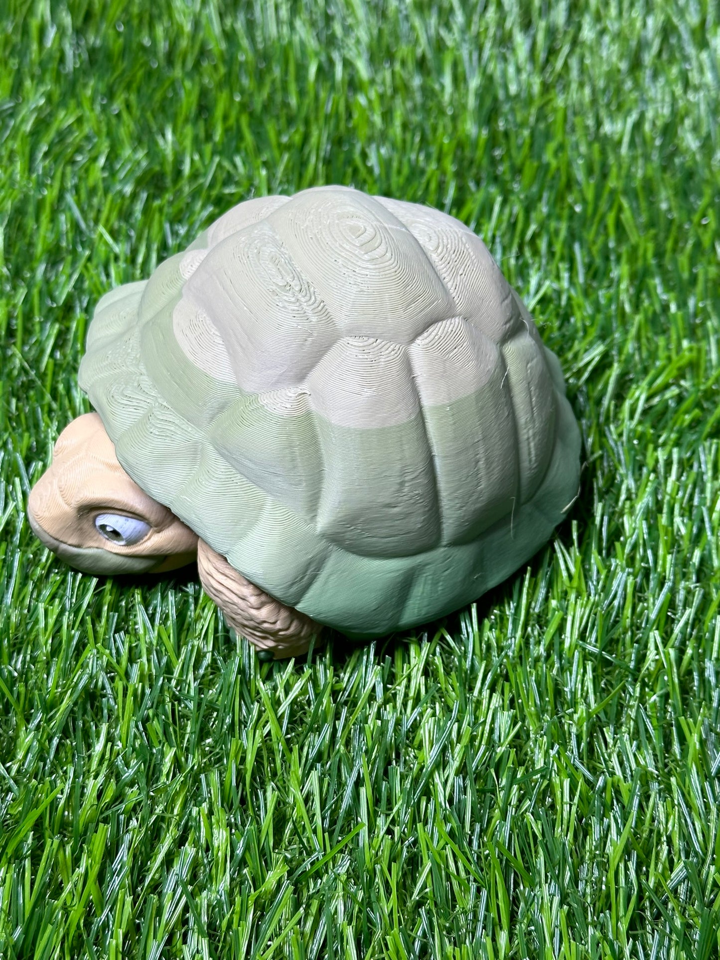 Poseable Tortoise Model