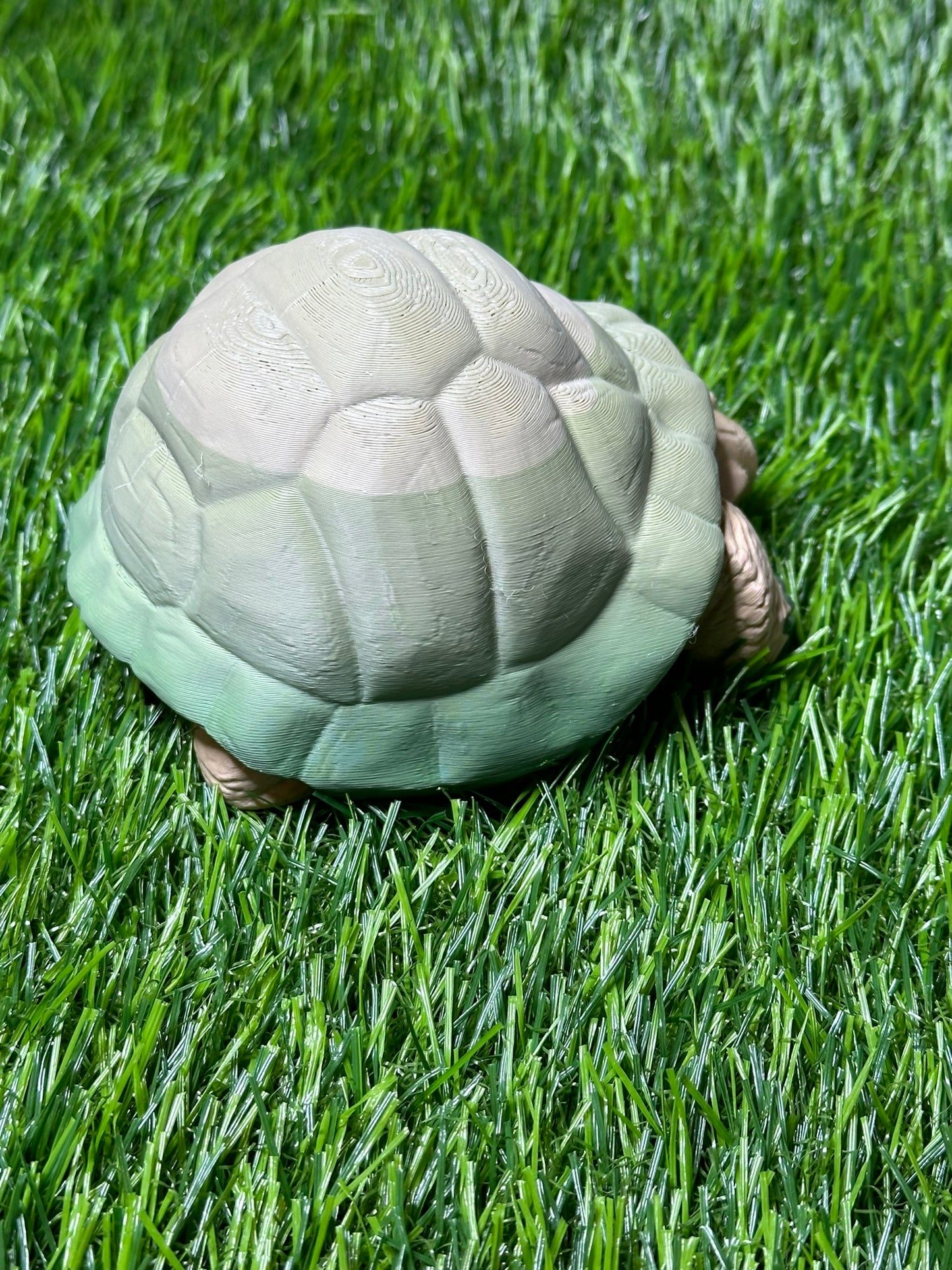 Poseable Tortoise Model