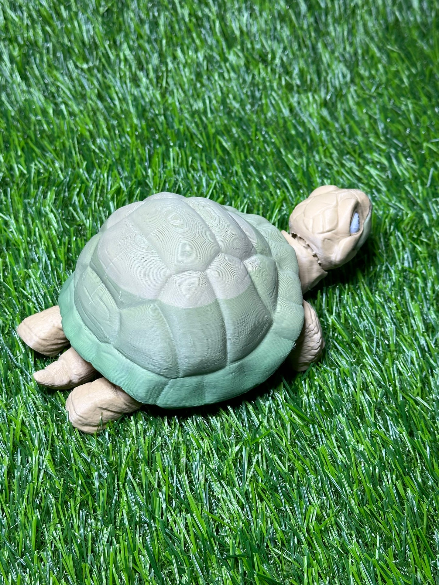 Poseable Tortoise Model