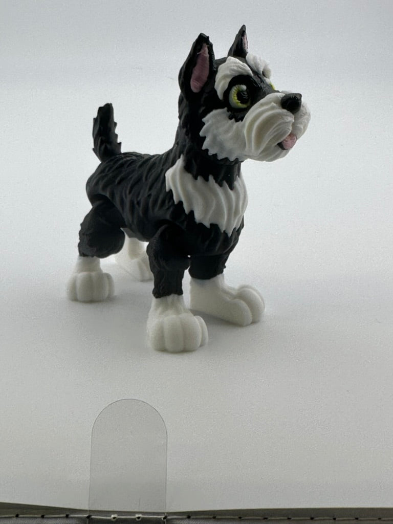 Schnauzer with perky ears