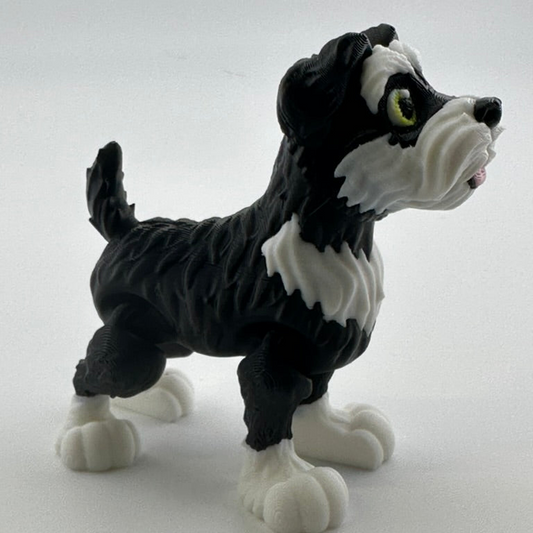 Schnauzer with floppy ears