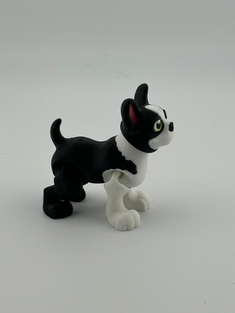 Boston Terrier long tail