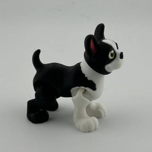 Boston Terrier long tail