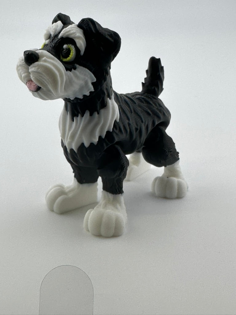 Schnauzer with floppy ears