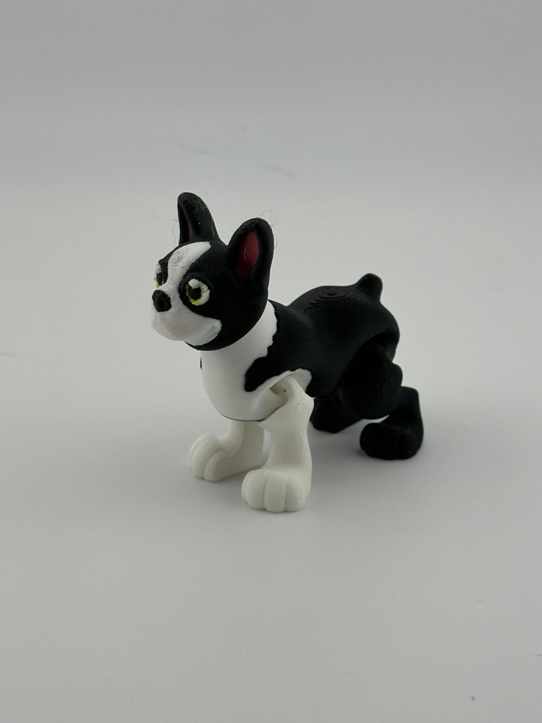 Boston Terrier short tail
