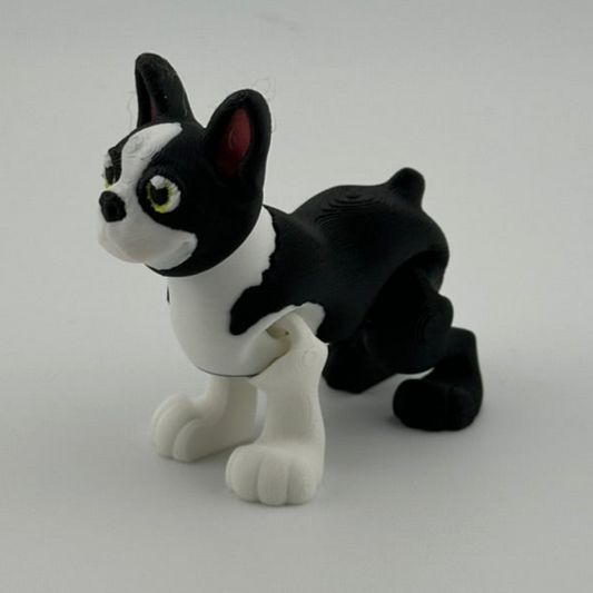 Boston Terrier short tail