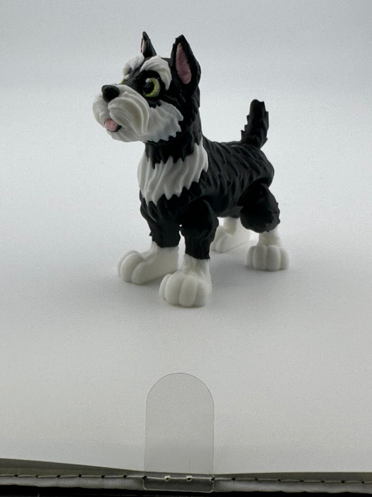 Schnauzer with perky ears
