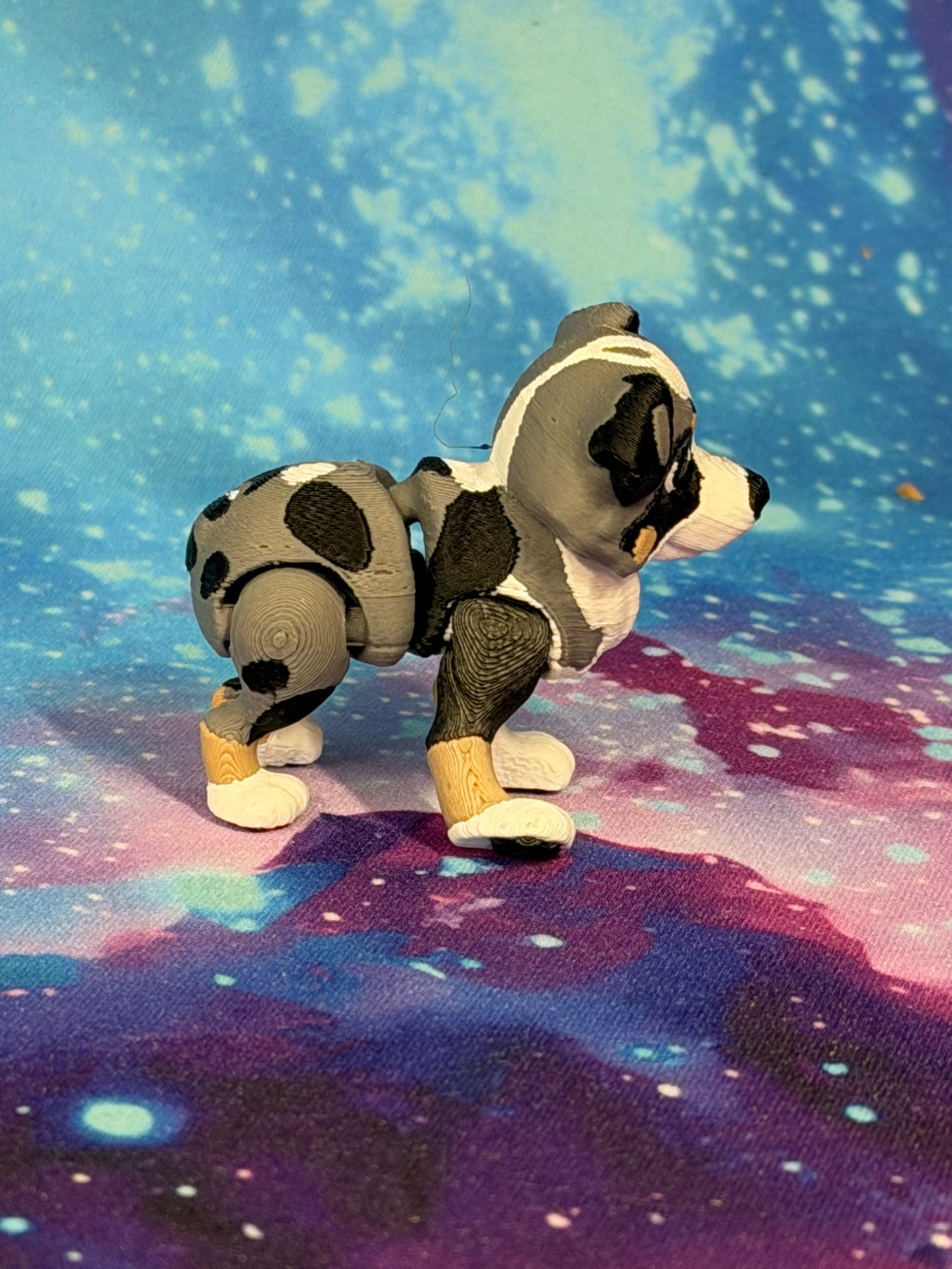 Australian Shepherd  by Ludo